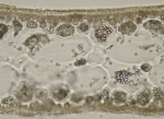 Calliblepharis ciliata