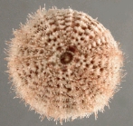 Temnotrema maculatum (aboral)