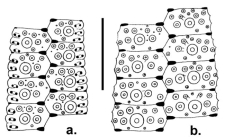 Temnotrema rubrum (ambulacral + interambulacral plates)
