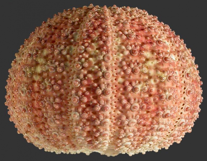 Temnotrema rubrum (lateral)