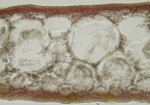 Callophyllis laciniata