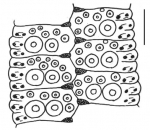 Temnotrema sculptum (ambulacral plates)