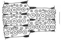 Temnotrema sculptum (interambulacral plates)