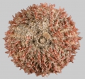 Echinodermata (echinoderms)