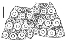 Tetrapygus niger (interambulacral plates)