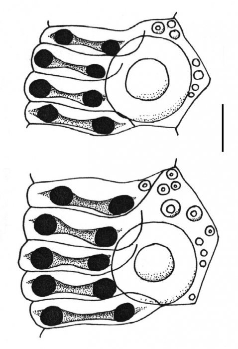 Tetrapygus niger (ambulacral plates) Tetrapygus niger (ambulacral plates)
