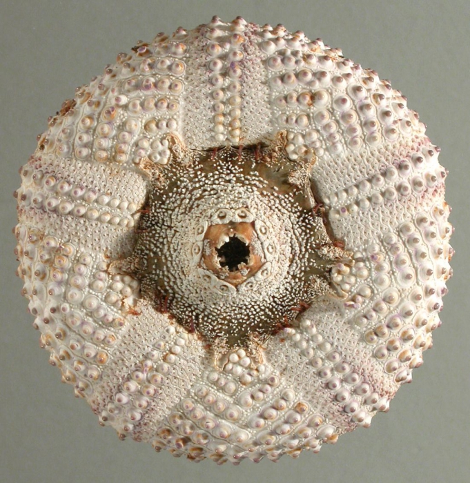 Tetrapygus niger (test, oral) Tetrapygus niger (test, oral)
