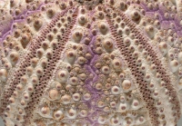 Tetrapygus niger (aboral, close-up)