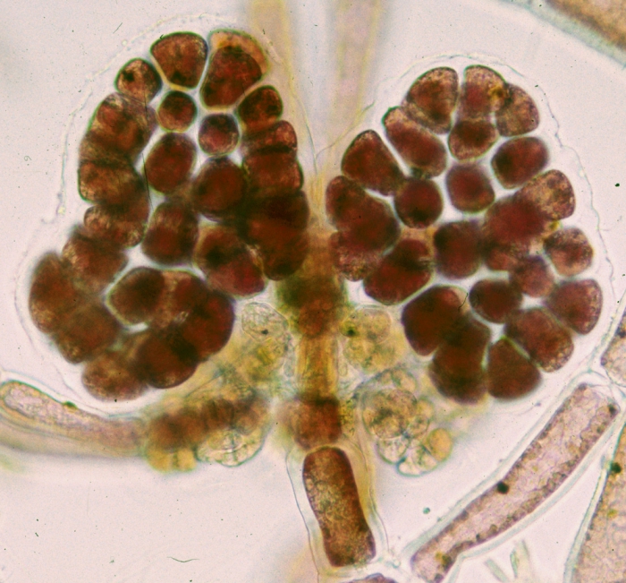 Callithamnion tetragonum Callithamnion tetragonum