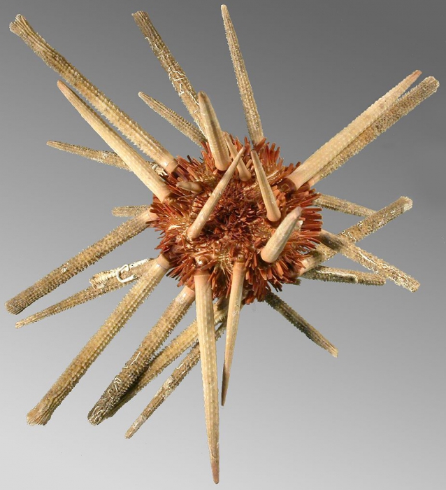 Tretocidaris spinosa (aboral)
