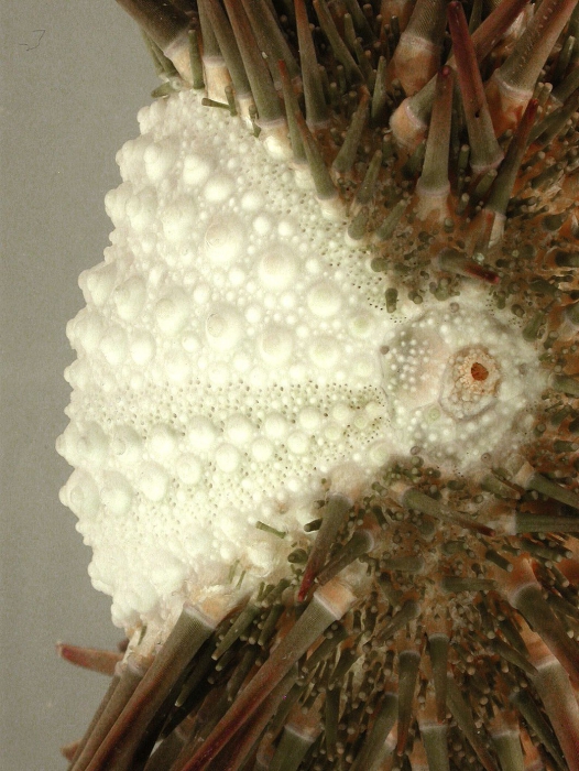 Zenocentrotus kellersi (aboral, close-up)
