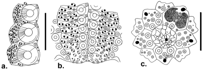 Zenocentrotus paradoxus (ambulacral plates and apical disc)