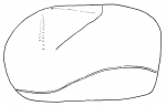 Saviniaster enodatus (lateral)