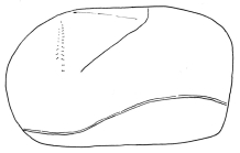 Saviniaster enodatus (lateral)