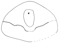 Saviniaster enodatus (posterior)