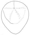 Saviniaster enodatus (aboral, schematic)