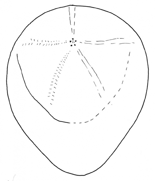 Saviniaster enodatus (aboral, schematic)