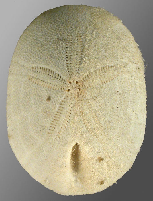 Cassidulus malayanus (aboral)