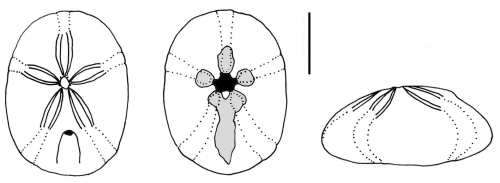 Cassidulus malayanus (aboral + oral + lateral)