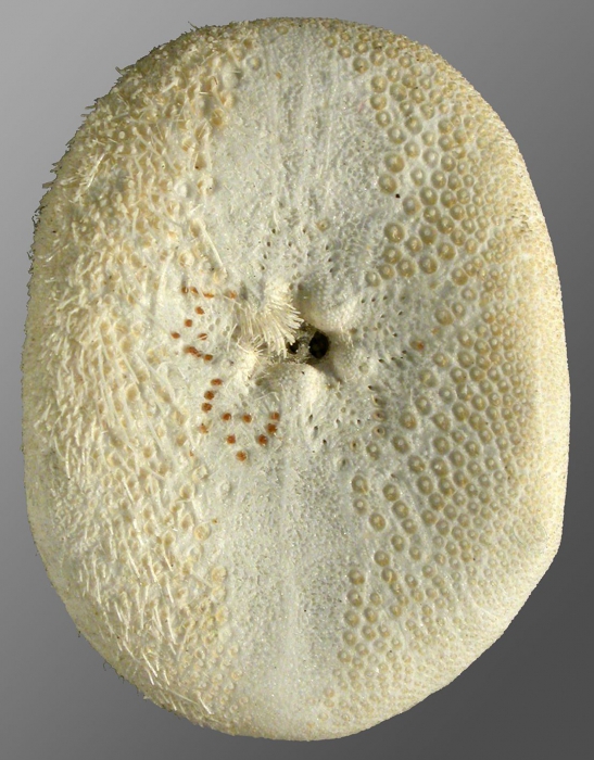 Cassidulus malayanus (oral)