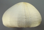 Stereopneustes relictus (lateral)