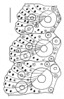 Anthocidaris crassispina (ambulacral plates)