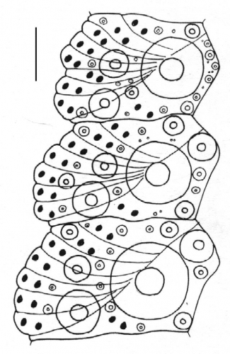 Anthocidaris crassispina (ambulacral plates)