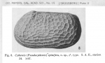 Pseudocythereis spinifera Skogsberg, 1928 from original description