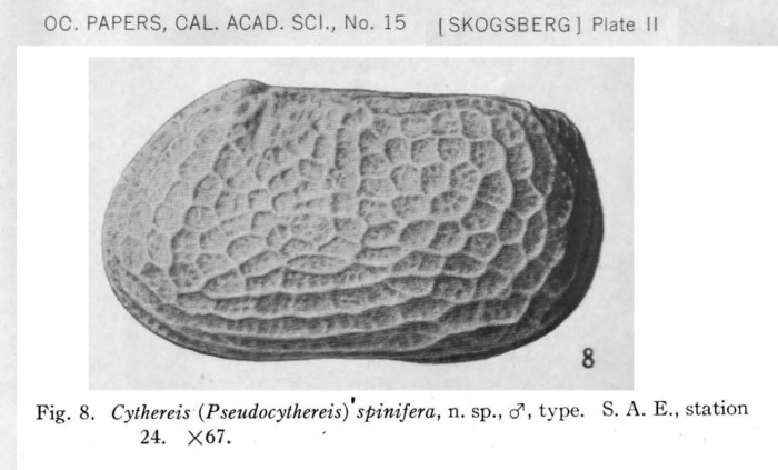 Pseudocythereis spinifera Skogsberg, 1928 from the original description