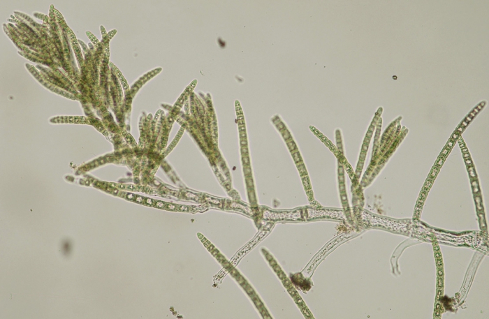 Callithamniella tingitana Callithamniella tingitana