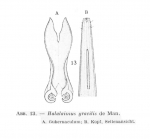 Halalaimus gracilis de Man, 1888 