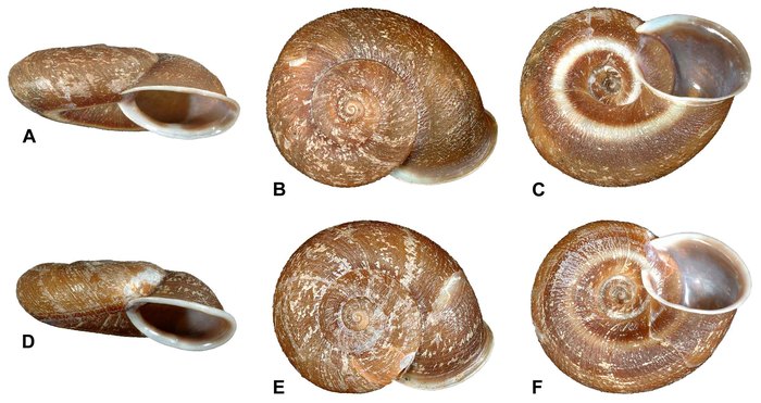 Ampelita lindae Griffiths & Herbert, 2013 Ampelita lindae Griffiths & Herbert, 2013