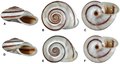 Mollusca (molluscs)