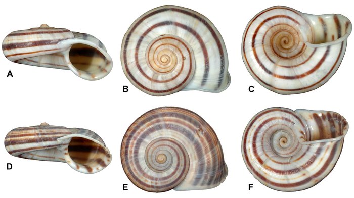Tropidophora humbug Griffiths & Herbert, 2013 Tropidophora humbug Griffiths & Herbert, 2013