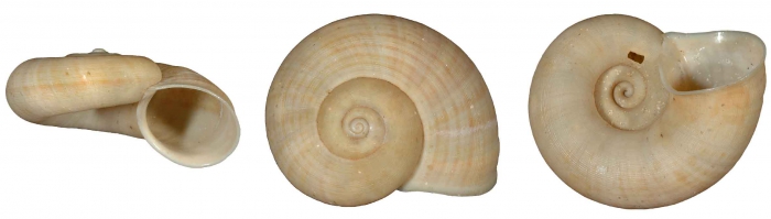 Tropidophora sericea Griffiths & Herbert, 2013 Tropidophora sericea Griffiths & Herbert, 2013