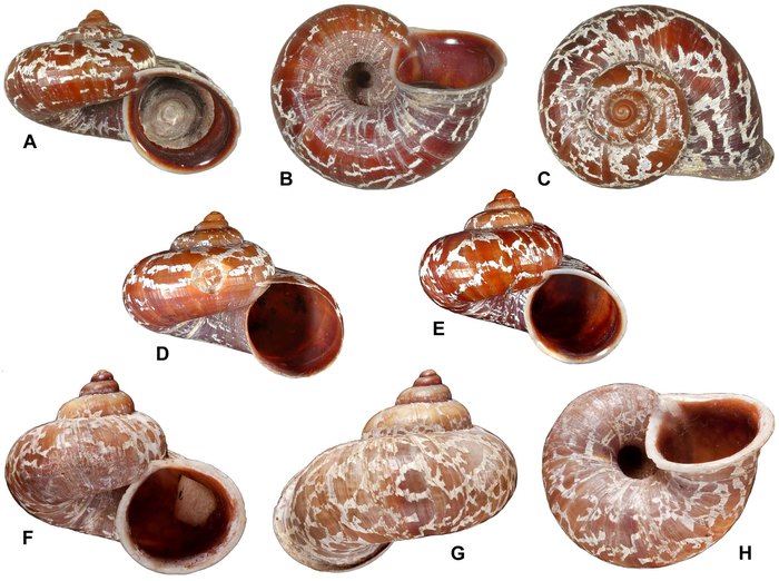 Tropidophora secunda Fischer-Piette, 1965 Tropidophora secunda Fischer-Piette, 1965