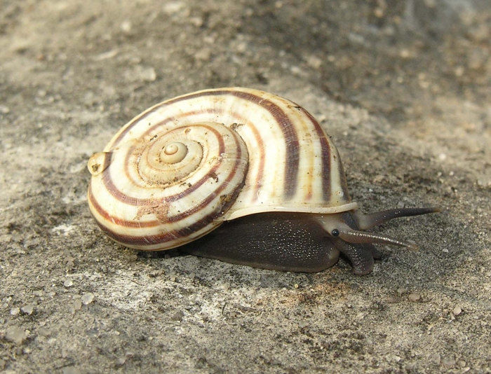 Tropidophora humbug Griffiths & Herbert, 2013 Tropidophora humbug Griffiths & Herbert, 2013