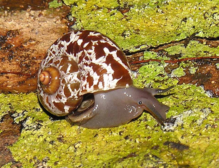 Tropidophora secunda Fischer-Piette, & Bedoucha, 1965