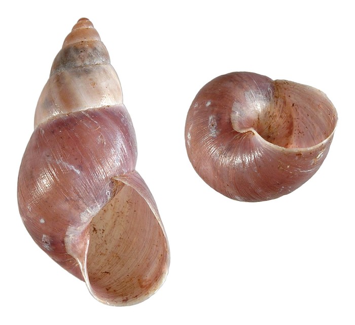 Conulinus randalanai Griffiths & Herbert, 2013 Conulinus randalanai Griffiths & Herbert, 2013