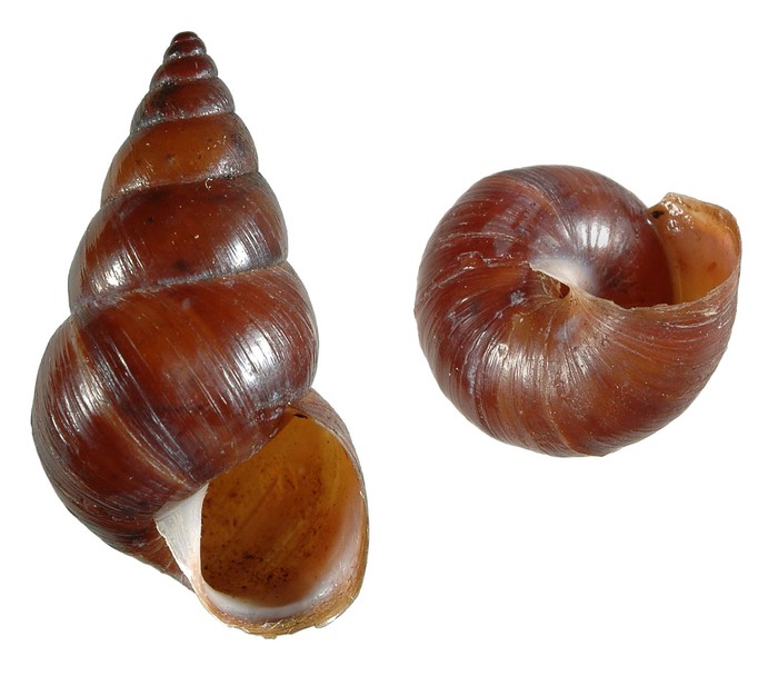 Conulinus rufoniger (L. Reeve, 1849) Conulinus rufoniger (L. Reeve, 1849)