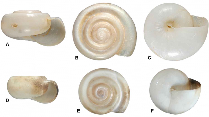 Bathia madagascariensis Robson, 1914