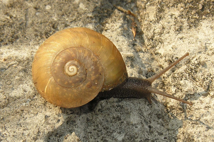 Ampelita namerokoensis Fischer-Piette, 1952