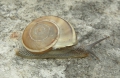 Mollusca (molluscs)