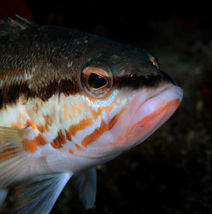 Serranus cabrilla Serranus cabrilla