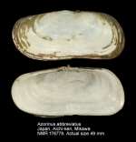 Azorinus abbreviatus