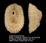 Diodora canariensis