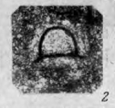 Eotuberitina reitlingerae Miklukho-Maklay, 1958 Eotuberitina reitlingerae Miklukho-Maklay, 1958