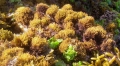 Rhodophyta (red algae)