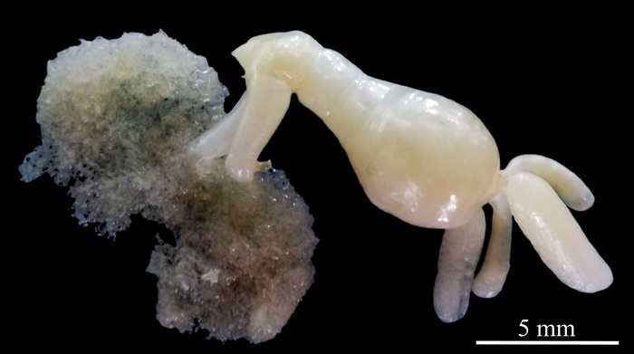 Dendrapta nasicola Irigoitia, Taglioretti &amp; Timi, 2020