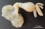 Dendrapta nasicola